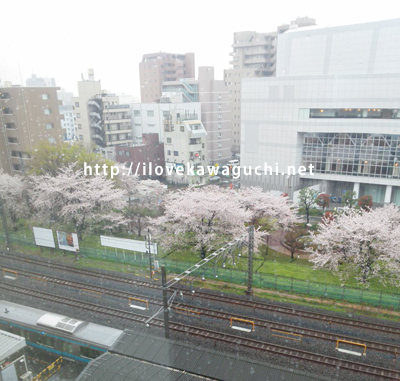 川口駅の桜