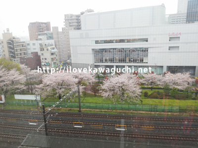 川口駅の桜